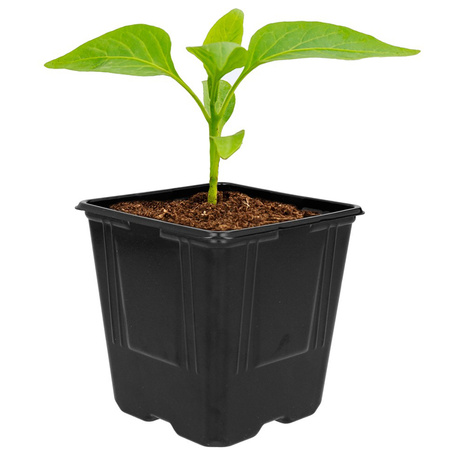 5x produkční květináč na sazenice. prošívání. setí semínek zeleniny. 11x11x12 cm