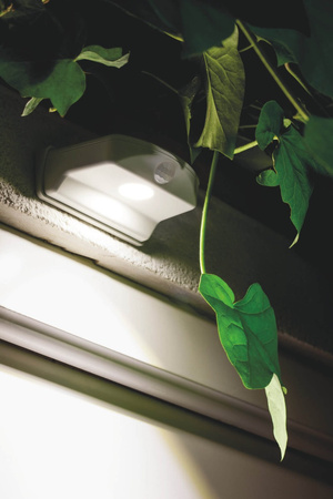 Orientální LED nástěnné svítidlo bílé. BATERIOVÉ napájení 0.95W 4000K Neutrální bila 40lm IP54 DOORLED DOWN LEDVANCE Motion Sensor